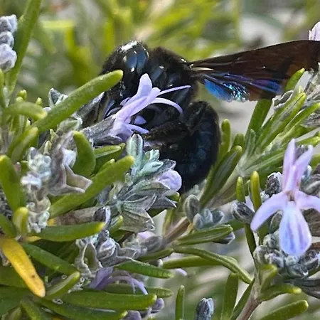 Sandpas Daire Compeyre